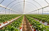Ver foto 2: Interior del macrotúnel FORTE con fresas