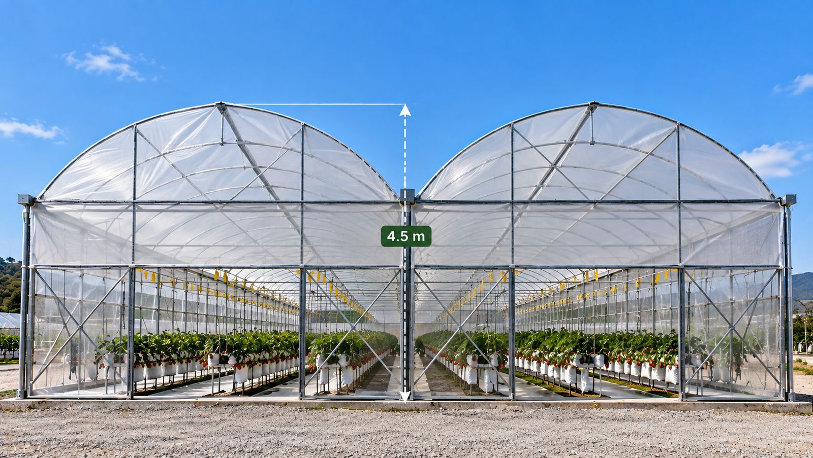 Macrotúnel PLUS de dos naves con 4.5 metros de altura y cultivo en el interior