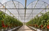 Ver foto 3: Interior del macrotúnel PLUS con tomates
